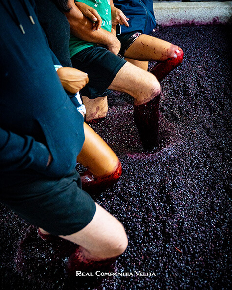 Portfolio, projetos de Fotografia, Design gráfico, Vídeo, Motion e Desenvolvimento de Websites para Real Companhia Velha, Quinta das Carvalhas e Delaforce.